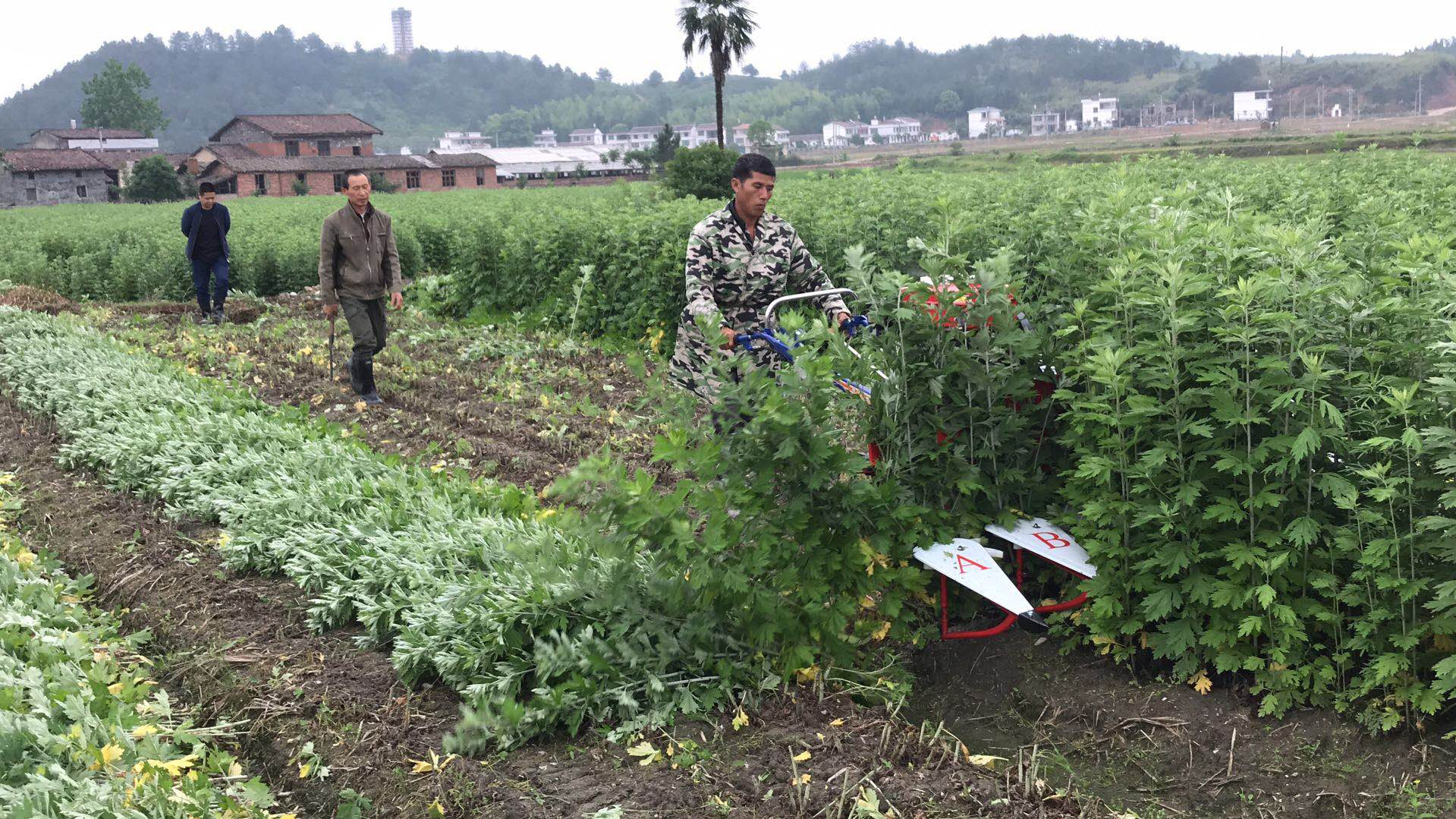 艾草收割机多少钱一台-【源头厂家】